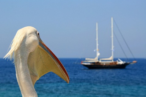 pelican-4260045_960_720
