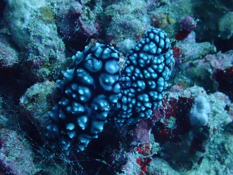 P8225058