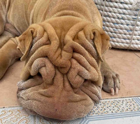 FullSizeRender