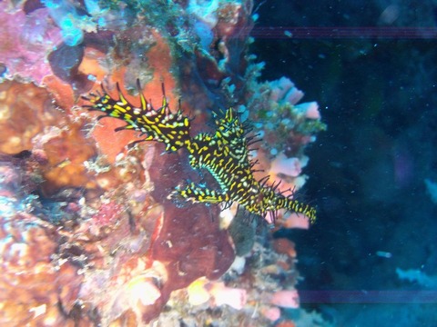 エルアクアリオ前でニシキフウライウオをゲット