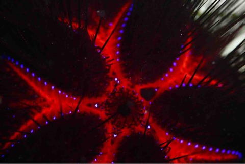 FullSizeRender