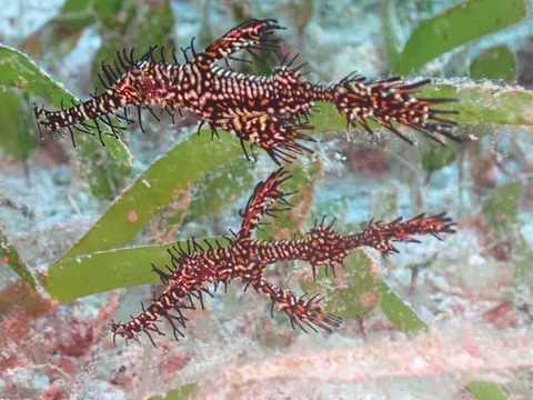 P5115354