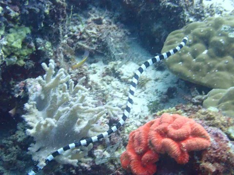 P8245081
