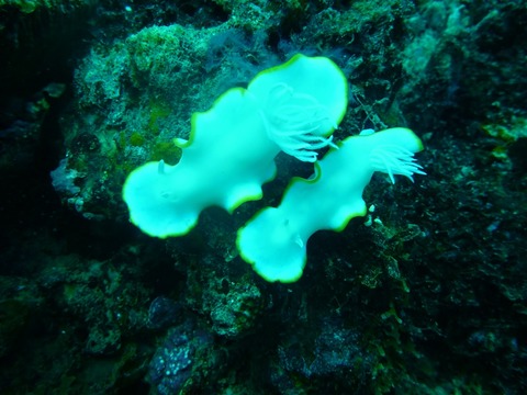 メレンゲウミウシ