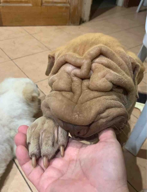 FullSizeRender