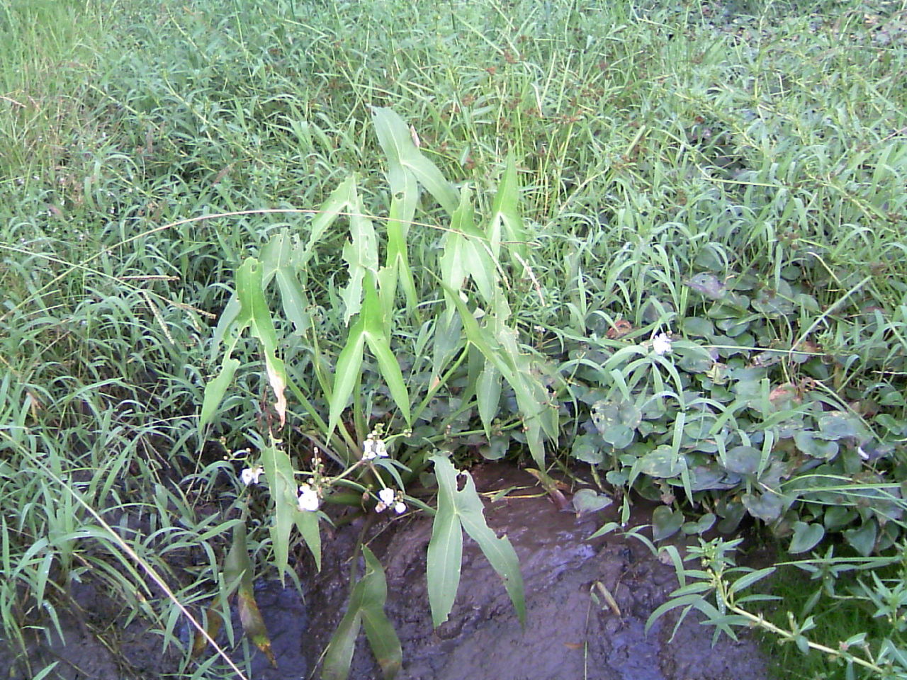 秋の田の雑草花 南房総 光風庵より 季節だより 秋の田の雑草花 南房総 光風庵より 季節だより