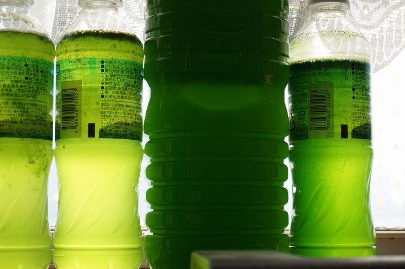 ゾウリムシ 香桜めだか