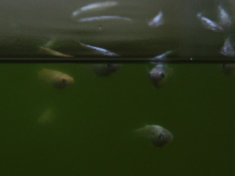 油膜 香桜めだか