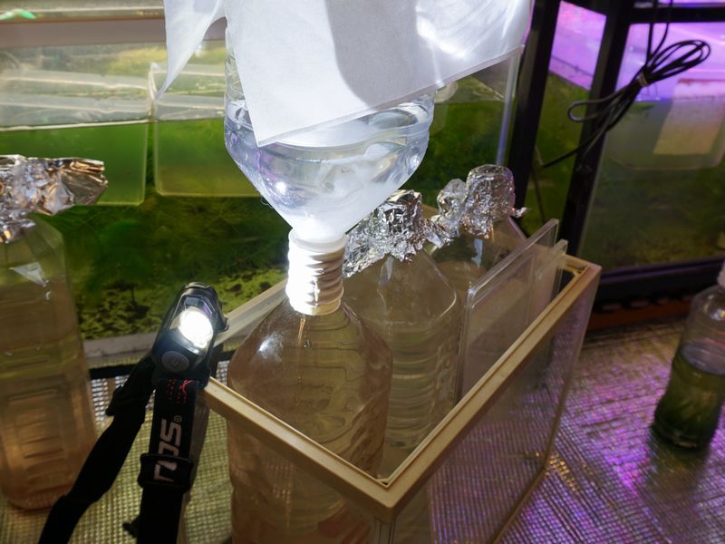 ゾウリムシ 香桜めだか