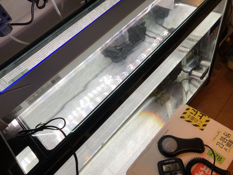 Ledライトを購入 香桜めだか