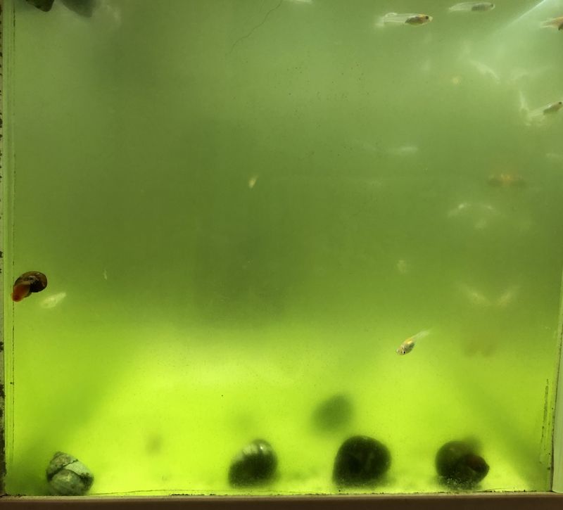 黄桜ラメ体外光 新ペアの子 香桜めだか