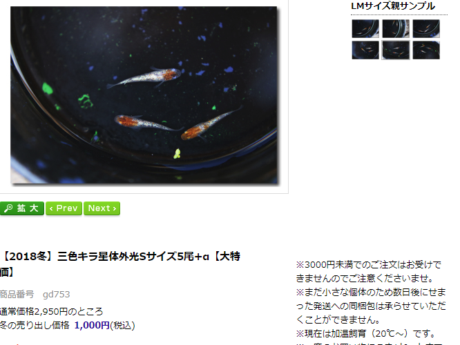 久々にメダカを注文 それとラッキー な事 香桜めだか