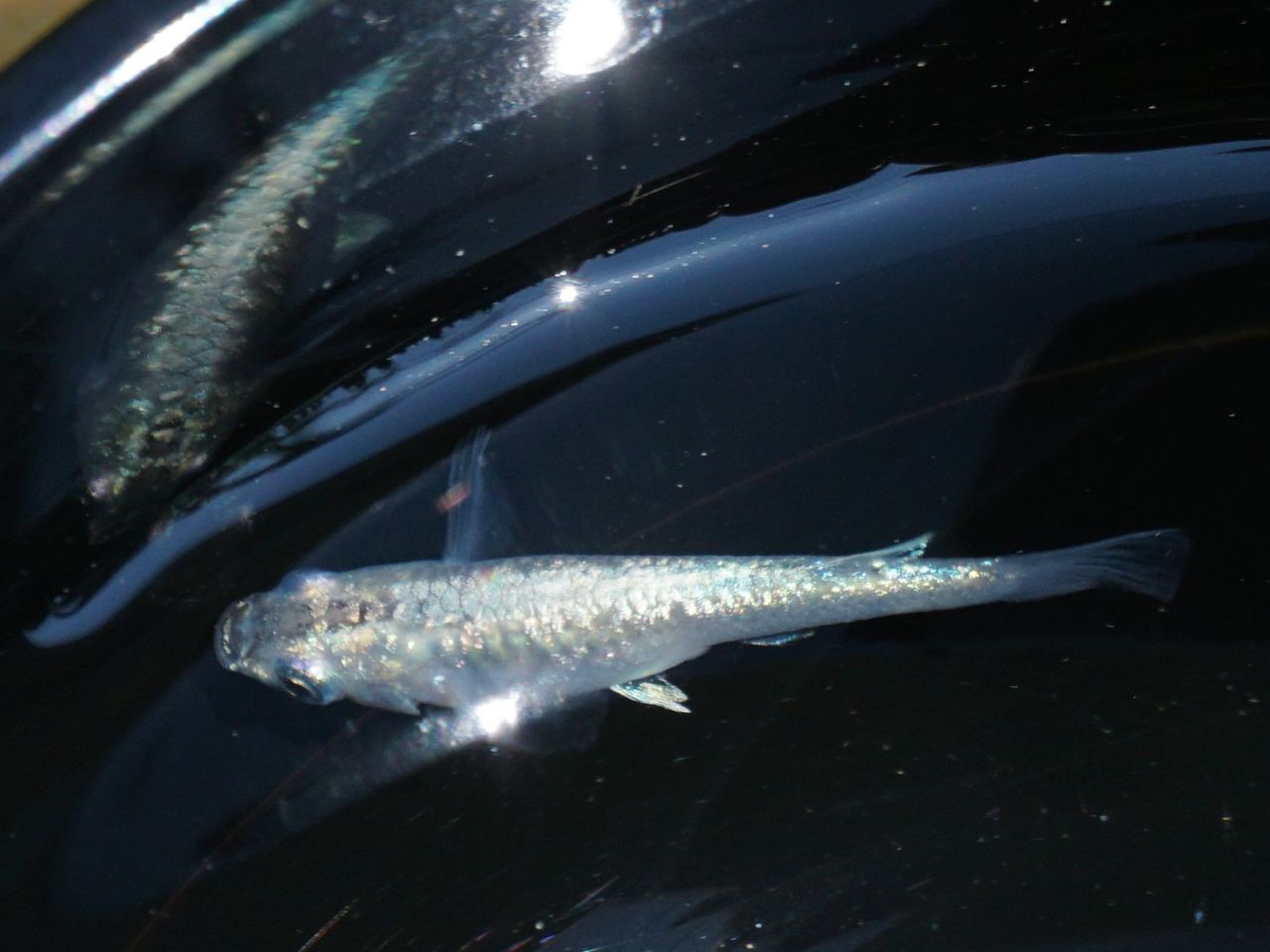 証春の陣 香桜めだか