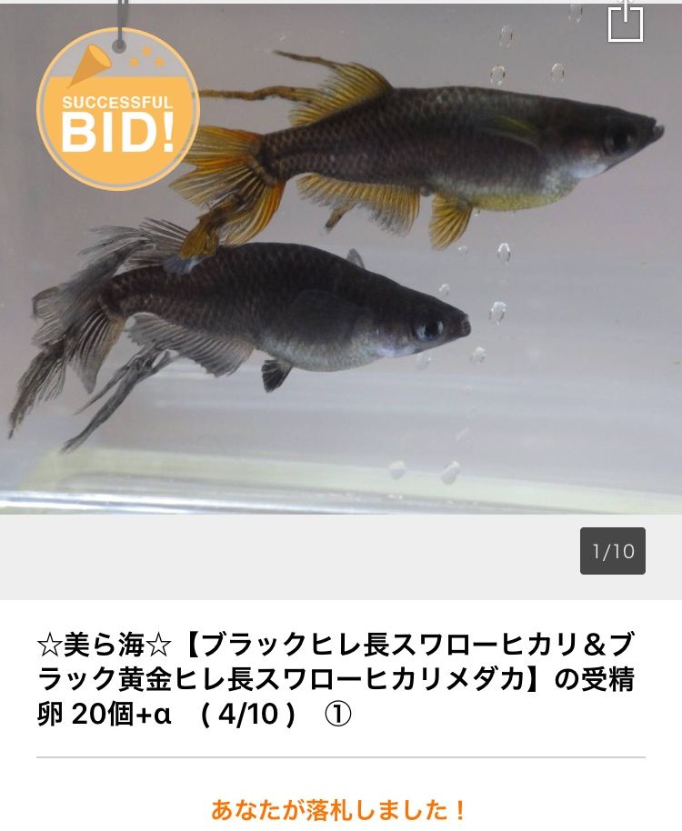 初めて卵を落札 香桜めだか