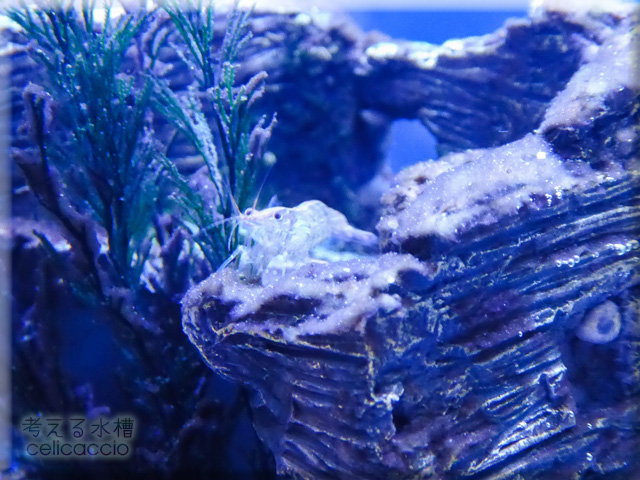 はじめてのコケ対策 生物兵器大量投入 考える水槽 はじめてのコケ対策 生物兵器大量投入 考える水槽