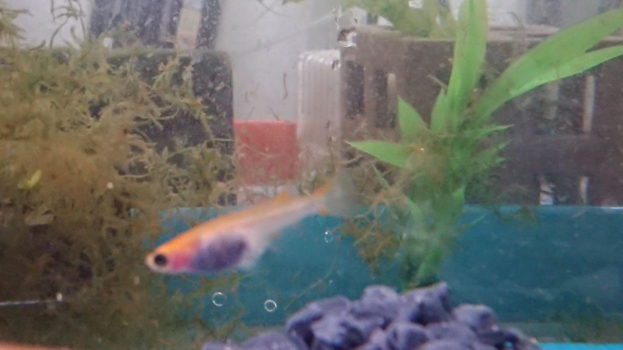 冬だけど三色透明鱗メダカが抱卵しました いろんな魚とときどき猫