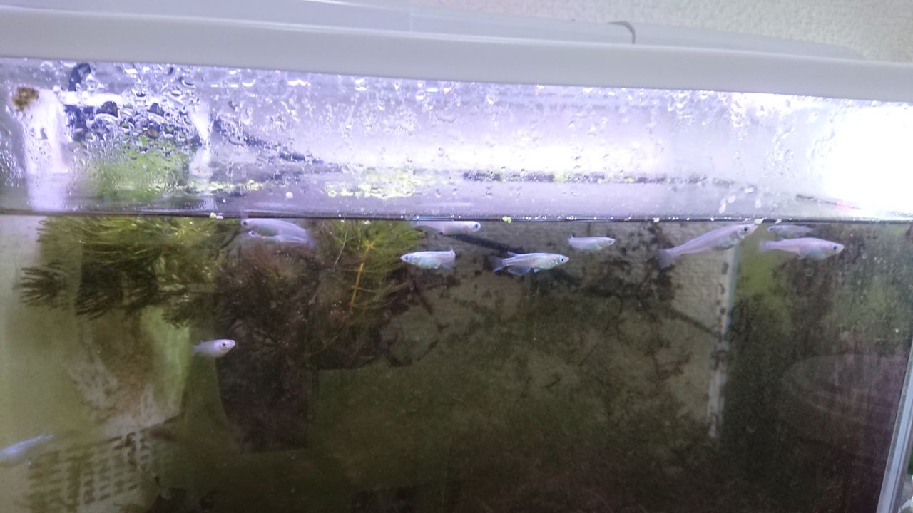 我が家の青メダカの水槽はマトリョーシカみたいで面白い いろんな魚とときどき猫