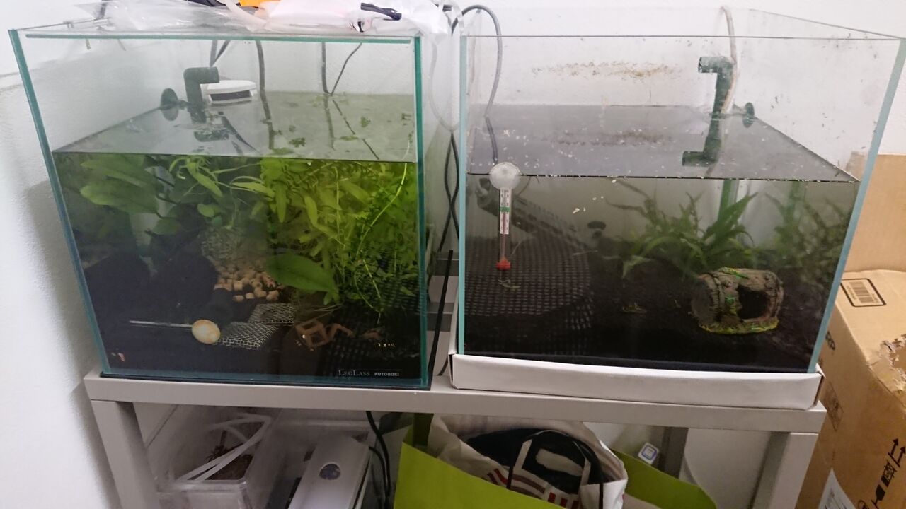 猫が水槽に飛び乗り 危うく火事にもなり兼ねない事故となった いろんな魚とときどき猫