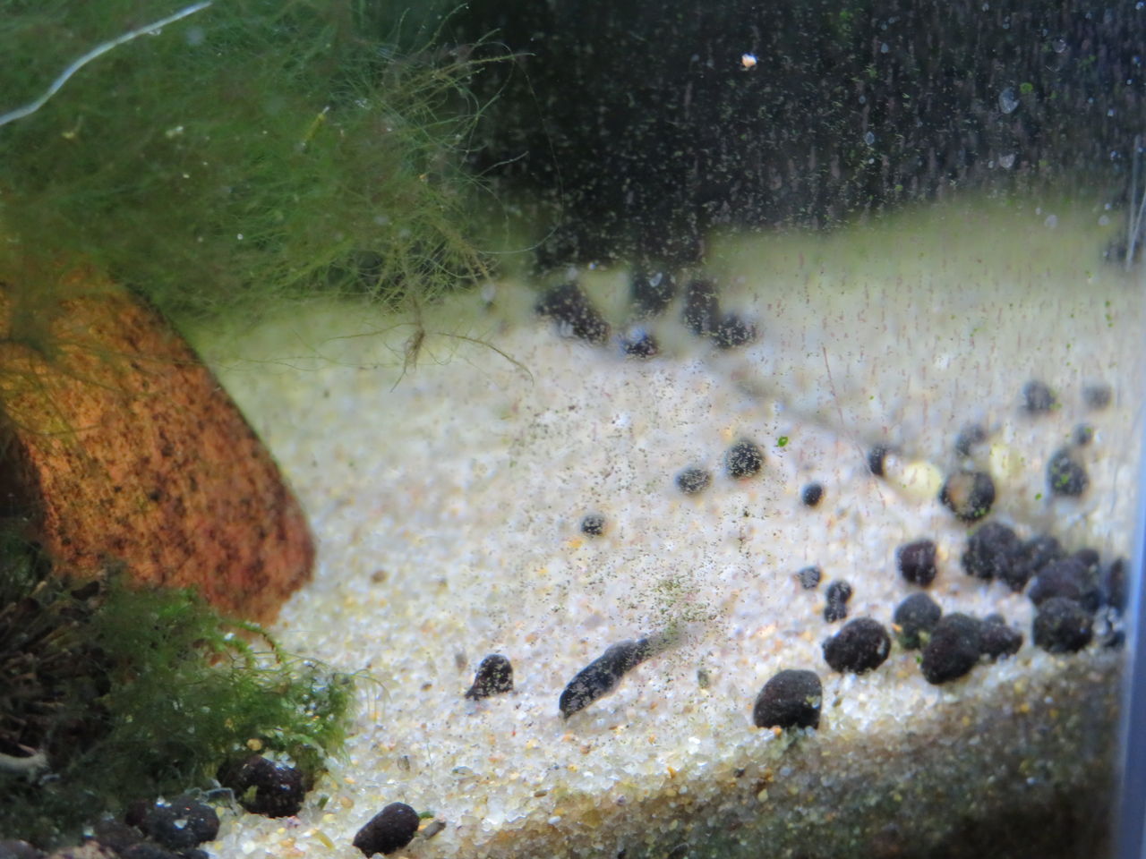 60センチ水槽にて謎の黒い稚魚を発見 ブラックモーリーか まさかのグッピーとの交雑か いろんな魚とときどき猫