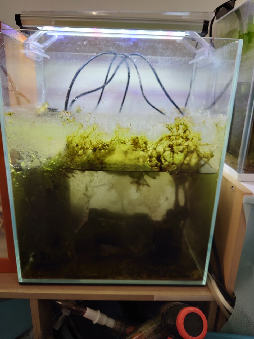 水槽掃除の頻度とは １ヶ月未メンテ水槽ビフォーアフター画像 いろんな魚とときどき猫