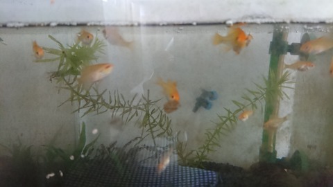 ラミレジィの放置していたペアの子がもう孵化していた 人工飼育のその後 いろんな魚とときどき猫 ラミレジィの放置していたペアの子がもう孵化していた 人工飼育のその後 いろんな魚とときどき猫