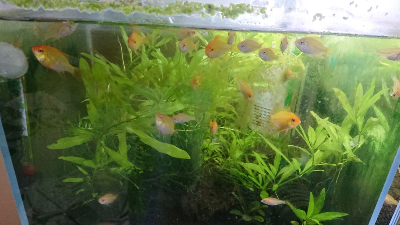 ドイツラムの第二世代を里子に出す決意を固める いろんな魚とときどき猫