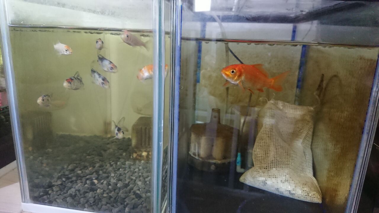 錦鯉の稚魚100匹をヤフオクで落札しました いろんな魚とときどき猫 錦鯉の稚魚100匹をヤフオクで落札しました いろんな魚とときどき猫