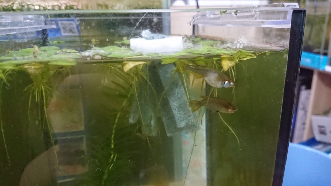 いろんな魚とときどき猫 メダカ