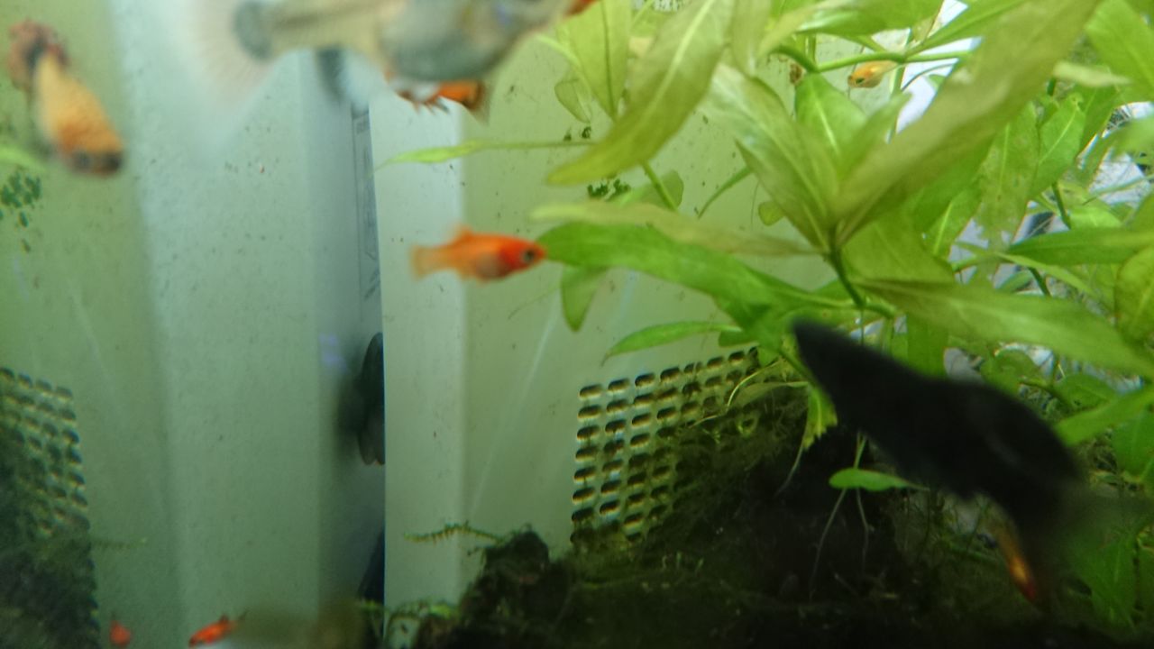ワグムーンプラティだったはずが色々な柄が出始めた件 いろんな魚とときどき猫 ワグムーンプラティだったはずが色々な柄が出始めた件 いろんな魚とときどき猫