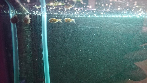 いろんな魚とときどき猫 金魚 いろんな魚とときどき猫 金魚
