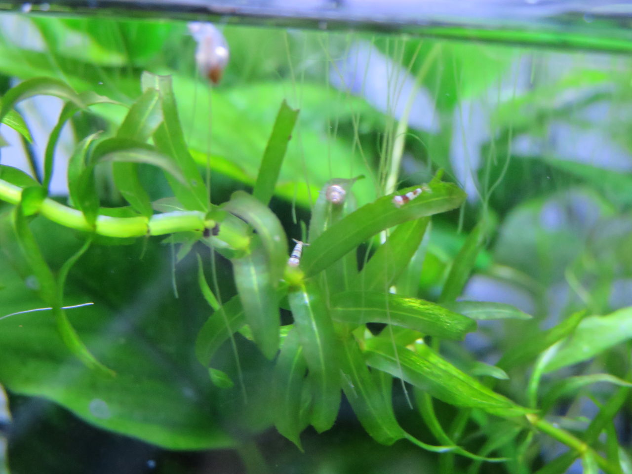 黒ビーシュリンプの繁殖 ついに稚エビが生まれました 隠れ家ではなく皆水草によじ登っているという状況 いろんな魚とときどき猫 黒ビーシュリンプの繁殖 ついに稚エビが生まれました 隠れ家ではなく皆水草によじ登っているという状況 いろんな魚とときどき猫