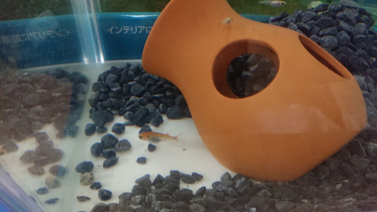 メダカの保護色について実感する いろんな魚とときどき猫 メダカの保護色について実感する いろんな魚とときどき猫
