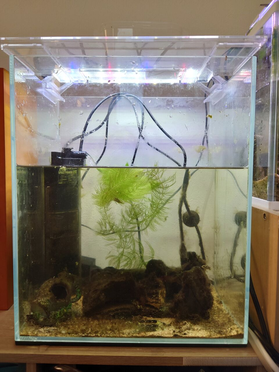 水槽掃除の頻度とは 1ヶ月未メンテ水槽ビフォーアフター画像 いろんな魚とときどき猫 水槽掃除の頻度とは 1ヶ月未メンテ水槽ビフォーアフター画像 いろんな魚とときどき猫