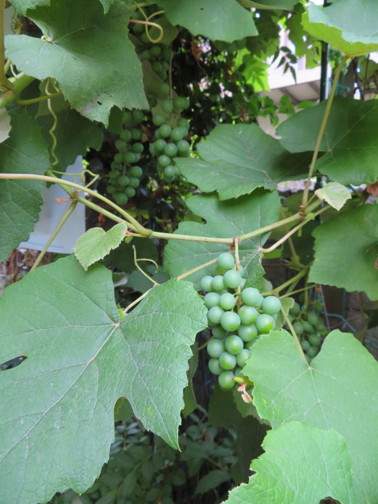 自宅の庭にての葡萄栽培 今年も伸びるツルとコガネムシとの戦い オライオン