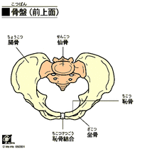 骨盤上bone_pelvis_supe