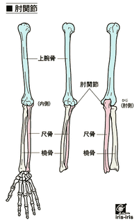 肘の手を回すしくみ