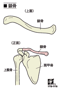 鎖骨bone_clavicle