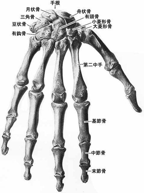 指先の向き : チェロと歩む
