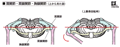 鎖骨・肩甲骨  bjoint_shoul_clavi