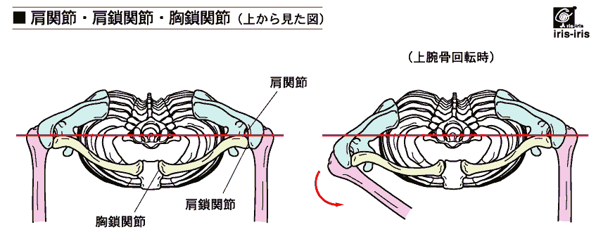 肩はどこ チェロと歩む