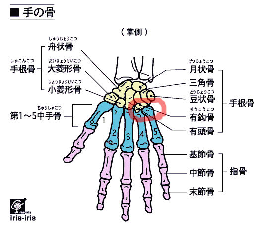 手のしくみから 小指のために : チェロと歩む