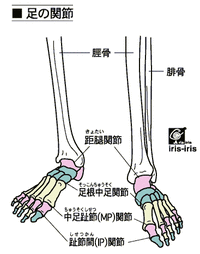 足の関節_foot