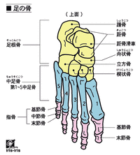 bone_foot