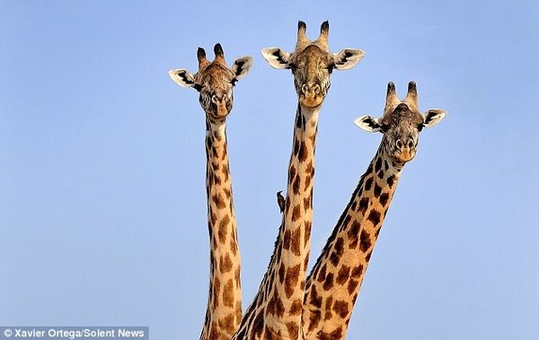 三つ首のキリンが発見される 生物プラネット