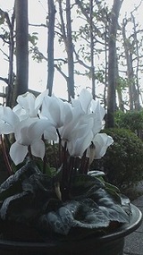 4659d9c8.jpg