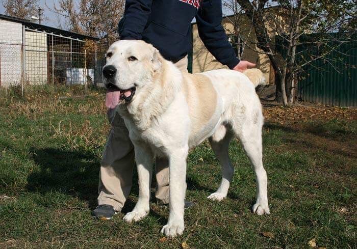 父犬 ジャン のブラッドライン セントラルアジアシェパード ブリーダー 父犬 ジャン のブラッドライン セントラルアジアシェパード ブリーダー