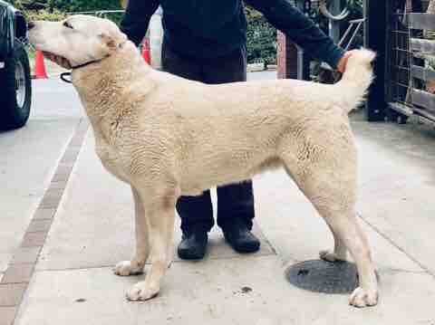 子犬販売 セントラルアジアシェパード ブリーダー 子犬販売 セントラルアジアシェパード ブリーダー