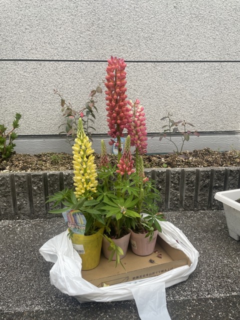 お花とふれあい🌼
