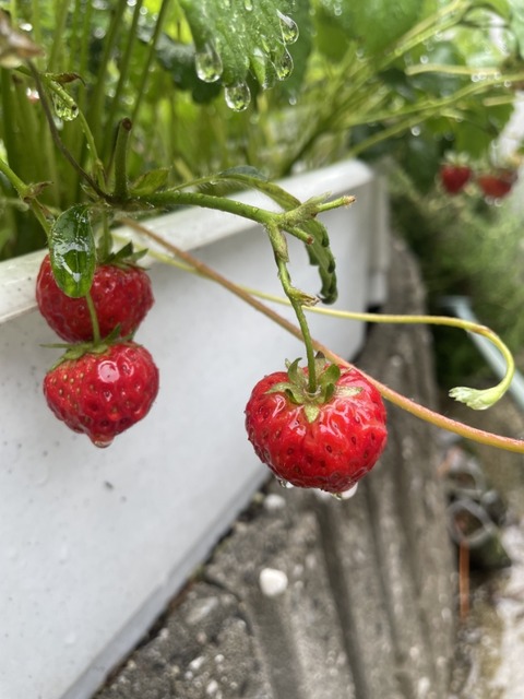 いちご🍓✨を収穫✨したよ!
