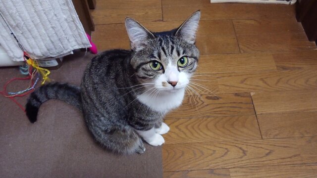 猫と会話が出来るようになりました ふうです 猫なのです 猫と会話が出来るようになりました ふうです 猫なのです